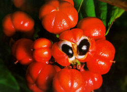Guaraná